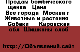 Продам бомбического щенка › Цена ­ 30 000 - Все города, Москва г. Животные и растения » Собаки   . Кировская обл.,Шишканы слоб.